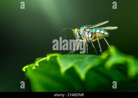 Foto macro di una mosca a gambe lunghe con colori metallizzati su una foglia verde con sfondo verde sfocato. Foto Stock