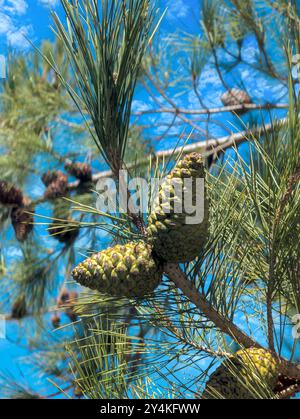 Primo piano di coni immaturi di pino verde su un albero Foto Stock