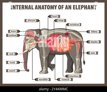 Illustrazione dettagliata degli organi interni dell'elefante Illustrazione Vettoriale