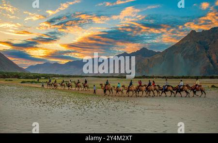 Una carovana di cammelli si muove attraverso il terreno sabbioso della Nubra Valley al tramonto, circondato da montagne maestose e da un cielo colorato. Foto Stock