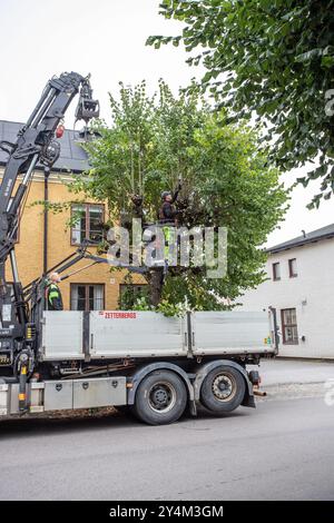 Uomo nell'albero che pota i tigli con attrezzature di sicurezza a Malmköping Foto Stock