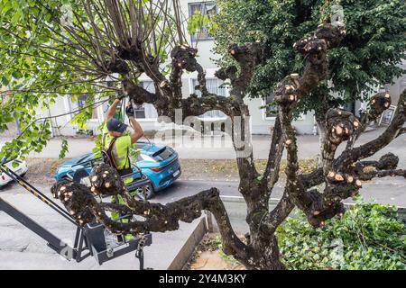 Uomo nell'albero che pota i tigli con attrezzature di sicurezza a Malmköping Foto Stock