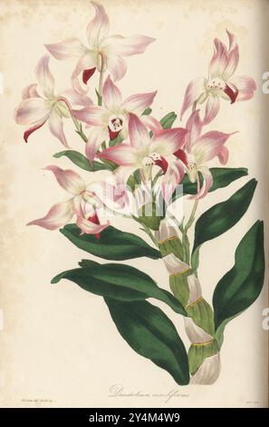 Shihu, seokgok o sekkoku orchidea, Dendrobium moniliforme. Epidendrum moniliforme. Incisione a mano di Frederick William Smith dopo un'illustrazione botanica di Samuel Holden da Joseph Paxton's Magazine of Botany, and Register of Flowering Plants, volume 3, W.S. Orr, Londra, 1837. Foto Stock