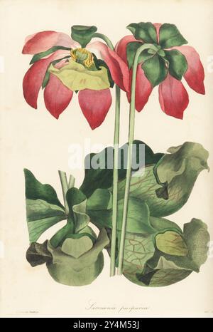 Pianta a caraffa viola, pianta a caraffa settentrionale, calze di tartaruga o fiore a sella laterale viola, porpurea di Sarracemia. Pianta carnivora originaria delle paludi dell'America e del Canada. Incisione a mano di Frederick William Smith dopo un'illustrazione botanica di Samuel Holden da Joseph Paxton's Magazine of Botany, and Register of Flowering Plants, volume 3, W.S. Orr, Londra, 1837. Foto Stock