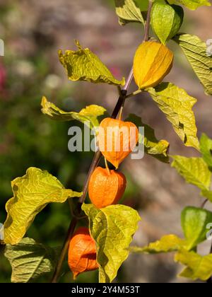 Lanterna cinese arancione brillante (Physalis alkekengi / officinarum) calyces / frutta a settembre, Derbyshire, Inghilterra, Regno Unito Foto Stock