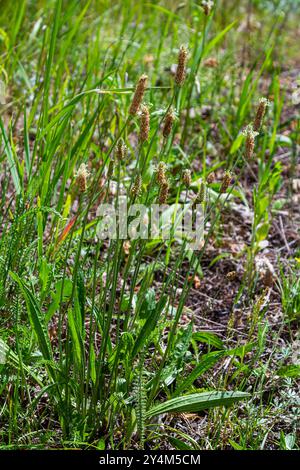 Un primo piano della piantagione di Ribwort, Plantago lanceolata. Foto Stock