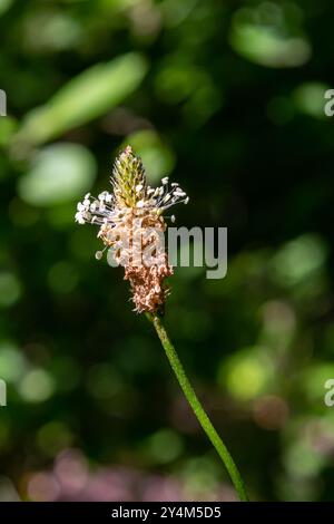 Un primo piano della piantagione di Ribwort, Plantago lanceolata. Foto Stock