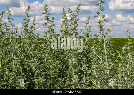 Aramara vermwood Artemisia absinthium cespuglio cresce in natura. Foto Stock