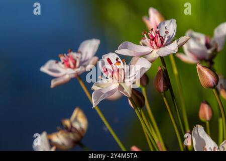 Foto butomus umbellatus floreale burchardia, foto macro, giglio d'acqua della foresta, primavera estiva, botanica, sfondo rosa. Foto Stock