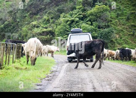 Mucche che camminano sulla strada di campagna sotto la pioggia, bloccando il traffico. Waikato. Nuova Zelanda. Foto Stock