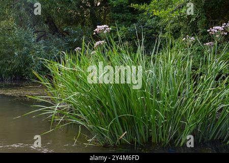 Foto butomus umbellatus floreale burchardia, foto macro, giglio d'acqua della foresta, primavera estiva, botanica, sfondo rosa. Foto Stock