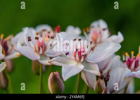 Foto butomus umbellatus floreale burchardia, foto macro, giglio d'acqua della foresta, primavera estiva, botanica, sfondo rosa. Foto Stock