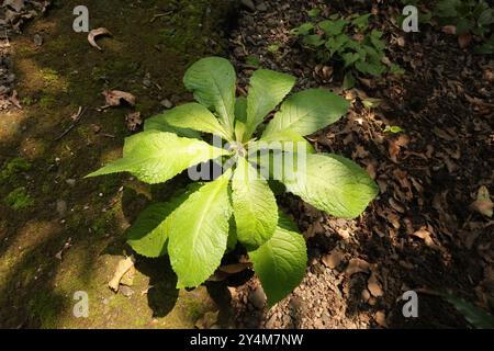 Pianta di canfora Ngai utilizzata nelle erbe tradizionali. Foto Stock