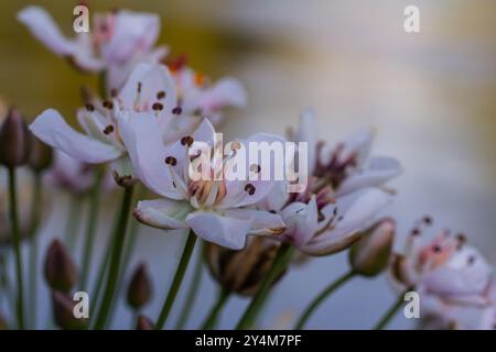 Foto butomus umbellatus floreale burchardia, foto macro, giglio d'acqua della foresta, primavera estiva, botanica, sfondo rosa. Foto Stock