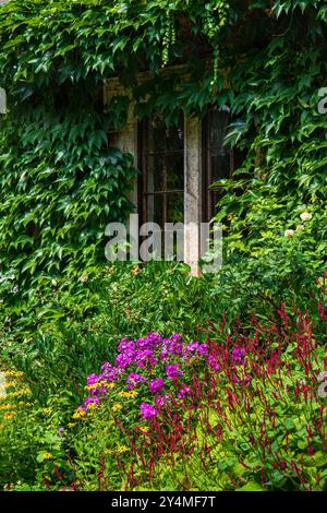 Una vecchia finestra. Il muro è completamente ricoperto di piante verdi. Pianta di edera, Hedera Foto Stock