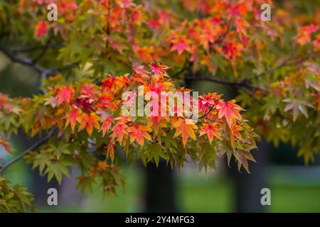 Inizio autunno. Le foglie d'acero sull'albero iniziano a diventare rosse. Foto Stock