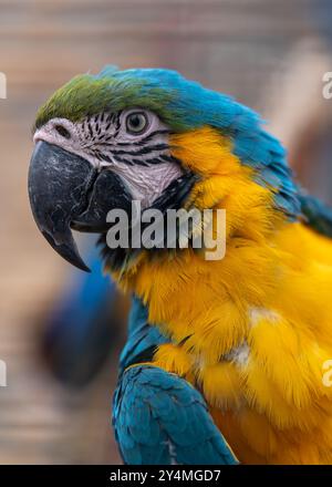 Primo piano del pappagallo ara dai colori vivaci. Foto Stock