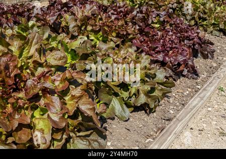 Filari di lattuga mista foglie di insalata che crescono in un orto in estate Inghilterra Regno Unito Gran Bretagna Gran Bretagna Foto Stock