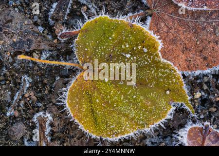 Primo piano di foglie autunnali ricoperte di ghiaccio leggero. Passaggio dall'autunno all'inverno. Dettagli. Foto Stock