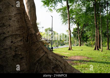 Scoiattolo sul lato di un grande albero in giardino Foto Stock