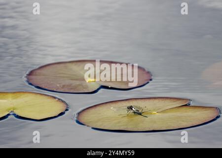 Foglie di giglio verde sulla riva di un piccolo stagno. Una libellula poggia su una foglia di ninfee. Foto Stock