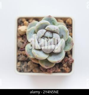 Echeveria Snow Bunny fiore succulento isolato su sfondo bianco, vista dall'alto Foto Stock