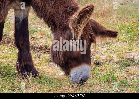 Baudets du Poitou nel prato di profilo Foto Stock