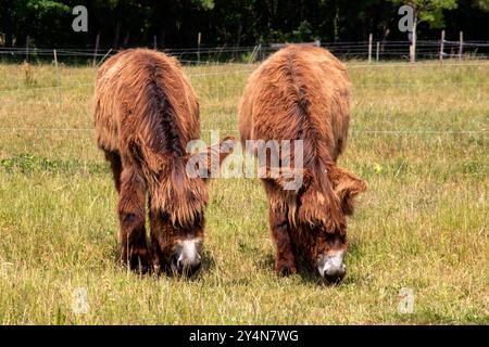 Baudets du Poitou, vista frontale, pascolo nel prato Foto Stock