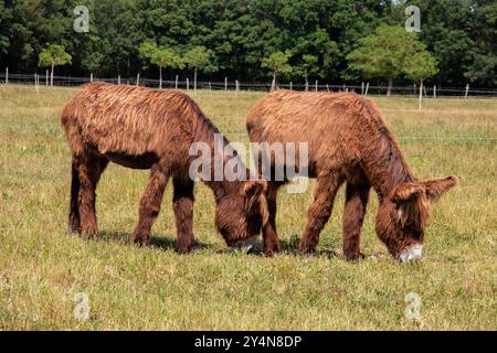 Baudets du Poitou nel prato di profilo Foto Stock