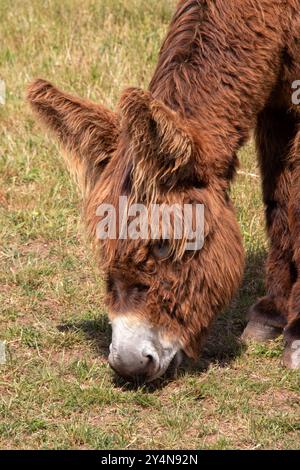 Baudets du Poitou nel prato di profilo Foto Stock