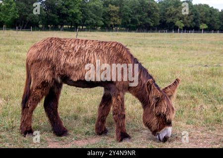 Baudets du Poitou nel prato di profilo Foto Stock