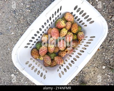 Cestino pieno di cactus di fichi d'India appena sfornato. Opuntia ficus-indica nella stagione della fioritura. Foto Stock