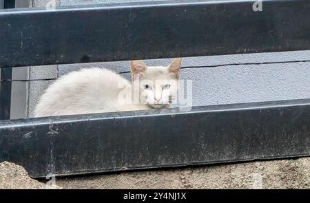 Incorniciato gatto bianco di Black and Gray Metal Fence: Ritratto di un gattino randagio Foto Stock