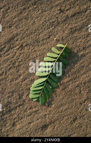 Navagam, Gujarat / India - 14 novembre 2007 : primo piano di foglie di felce sullo sfondo testurizzato. Foto Stock