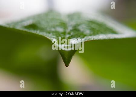 Vadodara, Gujarat / India - 9 settembre 2010 : primo piano della goccia d'acqua sul bordo della foglia durante la pioggia. Foto Stock