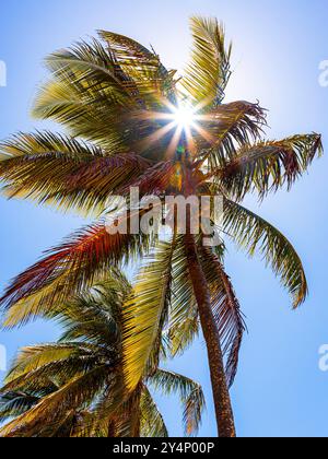 Piantagione di noci di cocco - spiaggia - Nord Est - brasile - sole Foto Stock