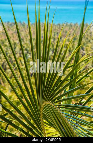 Piantagione di noci di cocco - spiaggia - Nord Est - brasile - sole Foto Stock