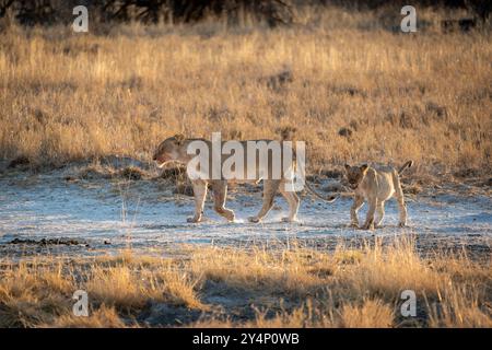 Una leonessa madre e il suo cucciolo di leone camminano attraverso le praterie con il sole che tramonta alle loro spalle nel Parco Nazionale di Etosha, Namibia Foto Stock