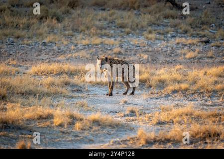 Una singola iena che guarda la telecamera sulla prateria al tramonto nel Parco Nazionale di Etosha, in Namibia Foto Stock