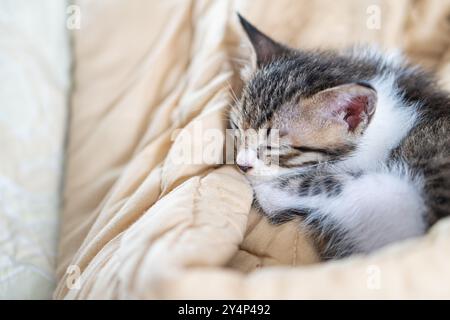 Un piccolo e adorabile gattino che dorme pacificamente su una morbida coperta beige. Il gattino ha un mix di pellicce grigie e bianche, con gli occhi chiusi e le zampe Foto Stock