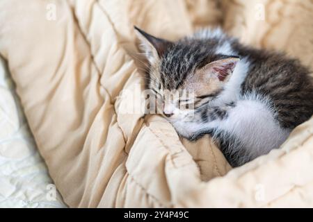 Un piccolo e adorabile gattino che dorme pacificamente su una morbida coperta beige. Il gattino ha un mix di pellicce grigie e bianche, con gli occhi chiusi e le zampe Foto Stock