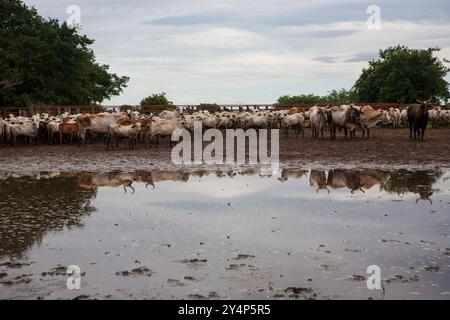 Mandria di bovini in un campo fangoso. I bovini sono un mix di colori marrone e bianco, con alcuni che hanno le corna. Il cielo è nuvoloso. Foto Stock