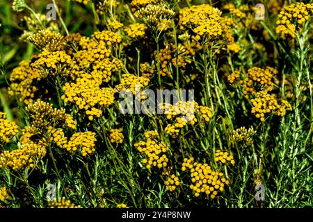 Una vivace esposizione di stoechas Helichrysum che prosperano in un prato soleggiato durante i caldi mesi estivi nel sud della Francia Foto Stock