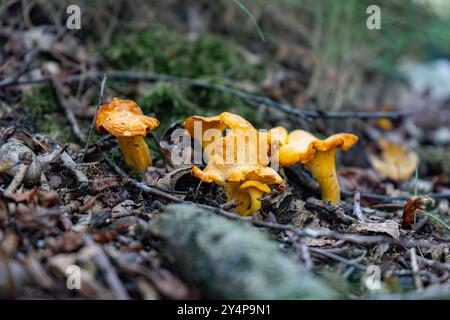 Trovare i funghi Chanterelles. Le Cancelliere selvatiche. I lampadari in mano. I cantonelle crescono nella foresta. Funghi selvatici sul tagliere. Foto Stock