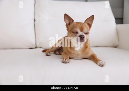 Un simpatico cane Chihuahua che dorme su un morbido divano al coperto Foto Stock