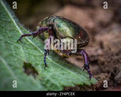 Primo piano di uno scarabeo di Copper Chafer su una foglia di pianta Foto Stock