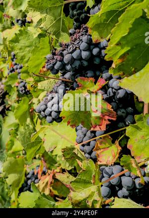 Schöne Orte in der Pfalz an der Weinstrasse 18.09.24: Rotweintrauben Pfalz Deutschland *** luoghi meravigliosi del Palatinato sulla via del vino 18 09 24 uve da vino rosso Palatinato Germania 20240918 144802 Foto Stock