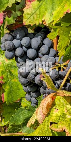 Schöne Orte in der Pfalz an der Weinstrasse 18.09.24: Rotweintrauben Pfalz Deutschland *** luoghi meravigliosi del Palatinato sulla via del vino 18 09 24 uve da vino rosso Palatinato Germania 20240918 144820 Foto Stock