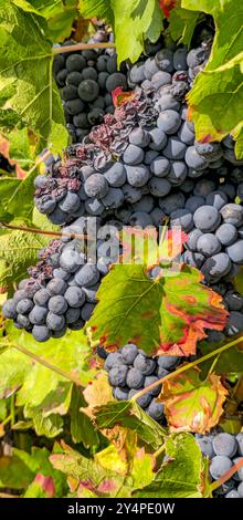 Schöne Orte in der Pfalz an der Weinstrasse 18.09.24: Rotweintrauben Pfalz Deutschland *** luoghi meravigliosi del Palatinato sulla via del vino 18 09 24 uve da vino rosso Palatinato Germania 20240918 144755 Foto Stock