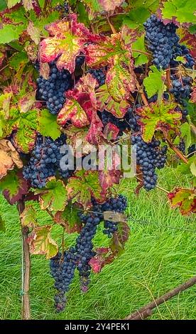 Schöne Orte in der Pfalz an der Weinstrasse 18.09.24: Rotweintrauben Pfalz Deutschland *** luoghi meravigliosi del Palatinato sulla via del vino 18 09 24 uve da vino rosso Palatinato Germania 20240918 153235 Foto Stock